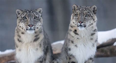 How to glimpse the elusive Snow Leopard in India's Ladakh