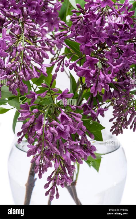 Fresh Cut Purple Lilac Flowers In Clear Glass Vase On White Background