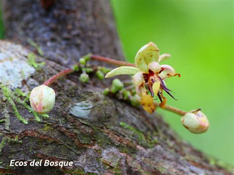 Theobroma cacao | Ecos del Bosque