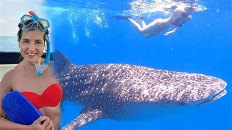 Swimming With Gentle Giants On Maldives WHALE SHARK Experience YouTube