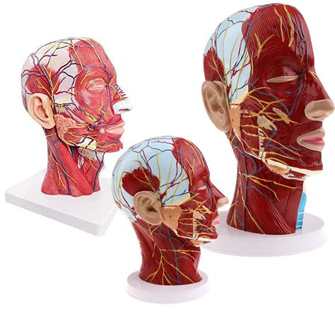 Buy Uigjiog Human Head Model Brain Model D Superficial Neurovascular