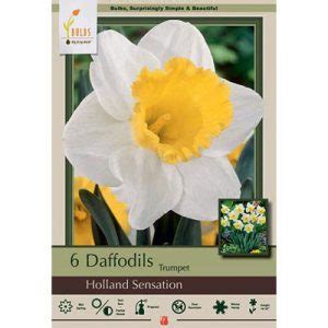 Netherland Bulb Co. Narcissus, Holland Sensation Bulbs, 4 ct - Alsip Home & Nursery