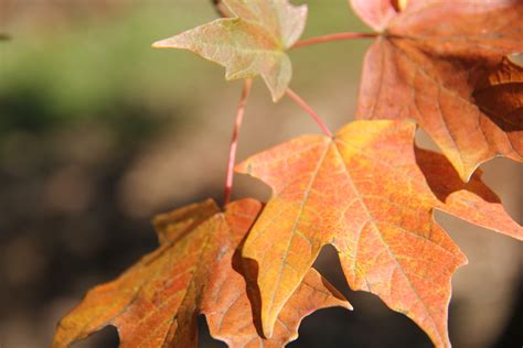 Images Gratuites Arbre La Nature Branche Tomber Fleur Orange L