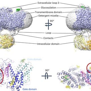 Cryo Em Structure Of Full Length Human Ae Slc A A Cryo Em Density Of