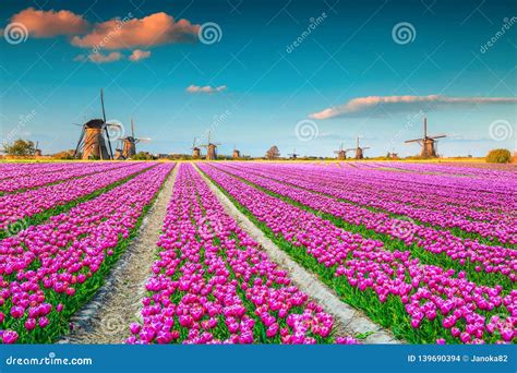 Colorful Pink Tulip Fields and Traditional Dutch Windmills, Kinderdijk ...