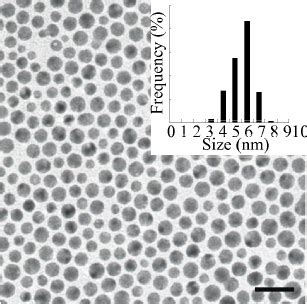 TEM Image Scale Bar 20 Nm Of The Amine Capped Gold Nanoparticles