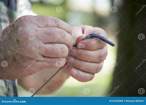 Worm On Fish Hook Stock Photo Image Of Fish Worm Outdoors