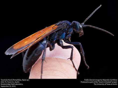 Tarantula Hawk Pompilidae Pepsis Sp Usa Tx Travis Co Flickr