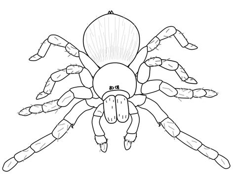 Spider To Color Coloring Page Free Printable Coloring Pages For Kids