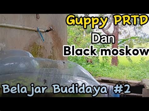 Belajar Budidaya Guppy Kita Beli Dan Siapkan Indukanya Black Moskow