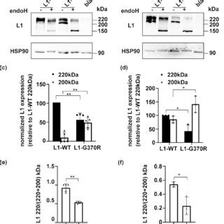 Cell Lysates From Nsc To Cos Cells Expressing Wild Type L Wt Or