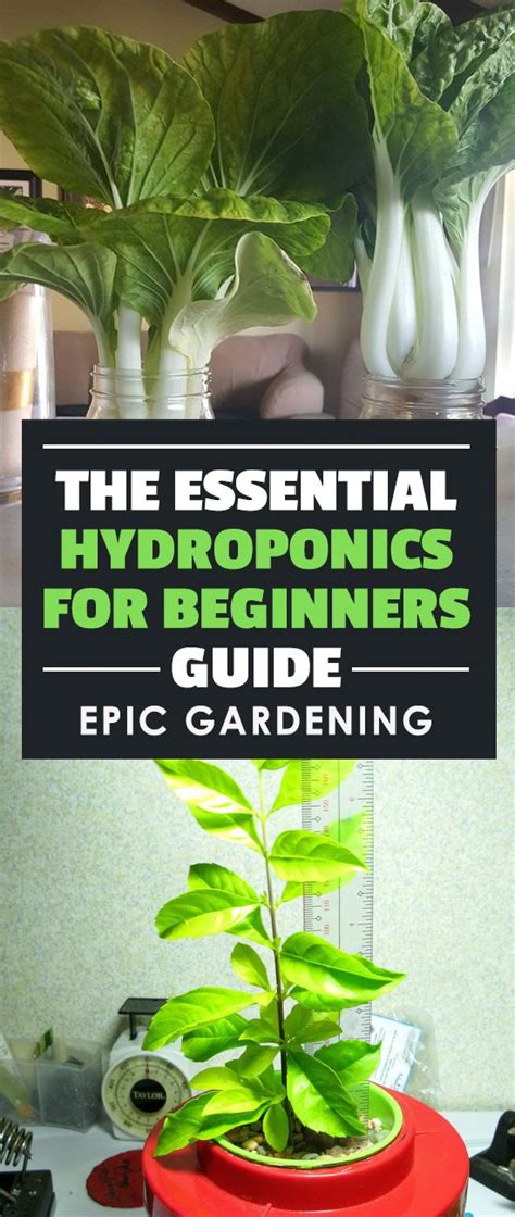 Hydroponics For Beginners Guide How To Get Started Growing Home