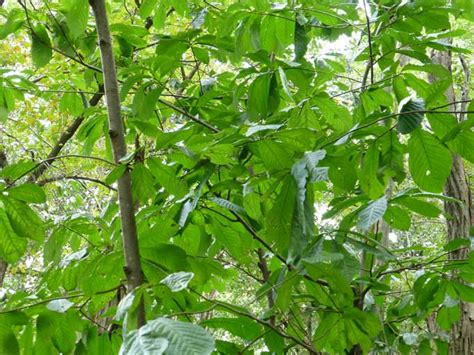 Foraging For Wild Pawpaw Fruits In Pennsylvania Veggie Gardening Tips