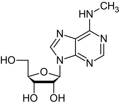 Adenine Methylation