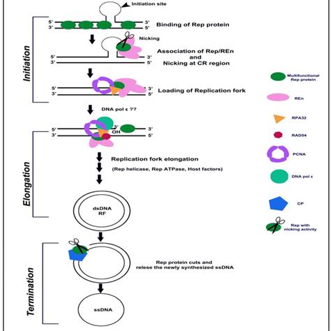 Steps Of Geminiviral Dna Replication Initiation Replication