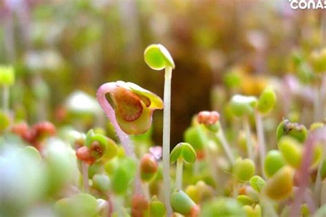 C Mo Hacer Un Germinador De Plantas Casero En Pasos Plantasman A