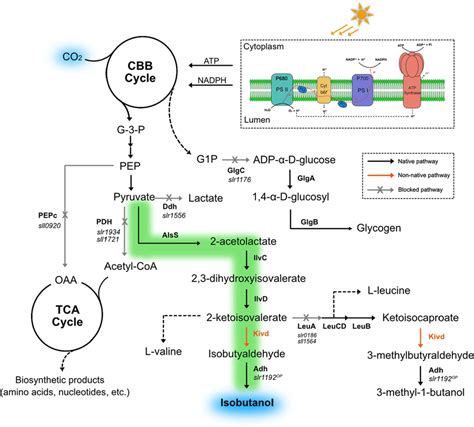 Overview Of Isobutanol Biosynthesis Pathway In Synechocystis Pcc 6803