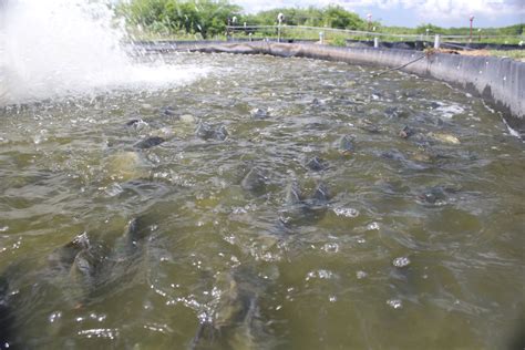 Granja Acuícola Aqua Grow Comisión Nacional De Acuacultura Y Pesca