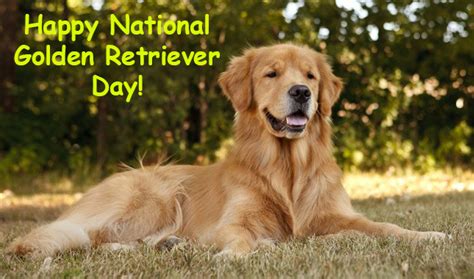 Happy National Golden Retriever Day By Uranimated18 On Deviantart