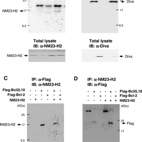 Diva And Bcl 2l10 Interact With Endogenous And Overexpressed Nm23 H2 In