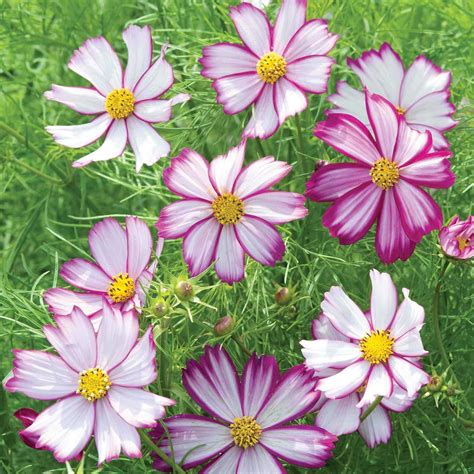 Suttons Cosmos Seeds Tip Top Picotee Flower Seed Approx 30 Seeds