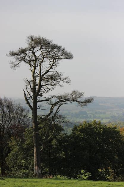 Premium Photo Bare Trees On Grassy Field