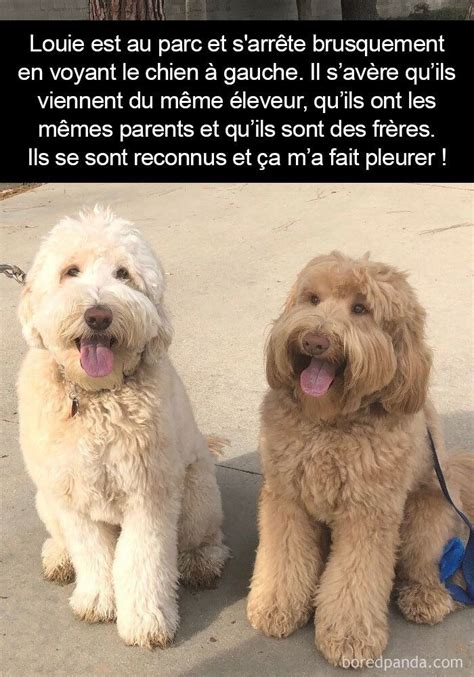 20 Photos Amusantes De Chiens Qui Vont Vous émouvoir Humour Chien