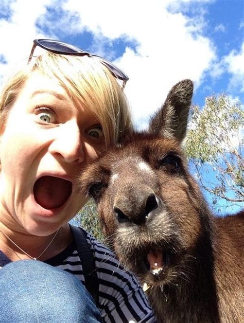 kangaroo-selfie - Australia Backpackers