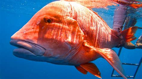 Red Emperor Fishing On The Great Barrier Reef Catch Release YouTube