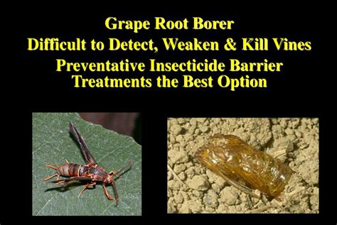 Ppt Grape Insect And Mite Update Dan Horton Uga Entomology Athens