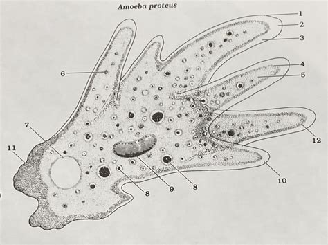 Bio Amoeba Model Diagram | Quizlet