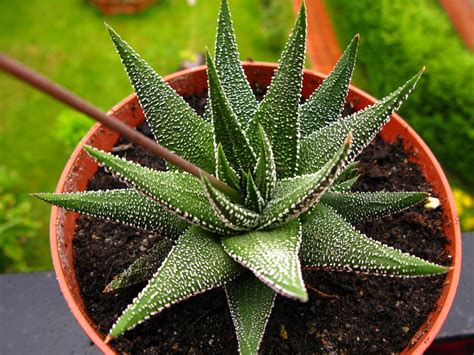 The Plant Of The Day 11 Haworthia Margaritifera