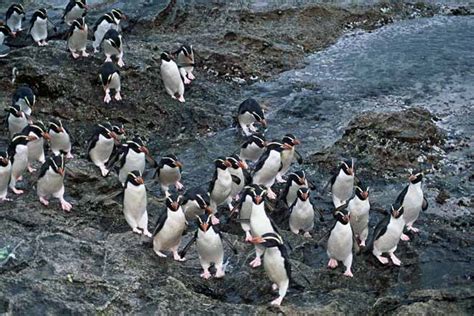 Snares crested penguins – Penguins – Te Ara Encyclopedia of New Zealand