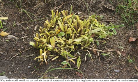 No Need To Cut Perennials Back In The Fall Laidback Gardener