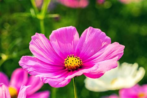 Cosmos Bipinnatus Cor De Rosa Fundo Desfocado Imagem De Stock