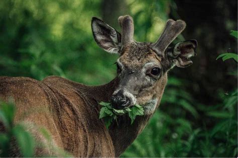 Best Places for Wildlife Viewing in the Smoky Mountains