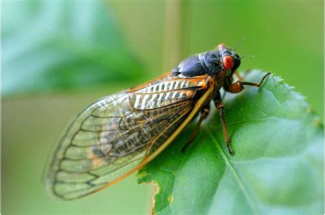 Prime Time For Cicadas What A Once In 1 547 Year Bug Population Surge