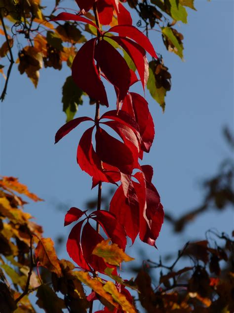 Fotos gratis árbol naturaleza rama planta luz de sol hoja flor