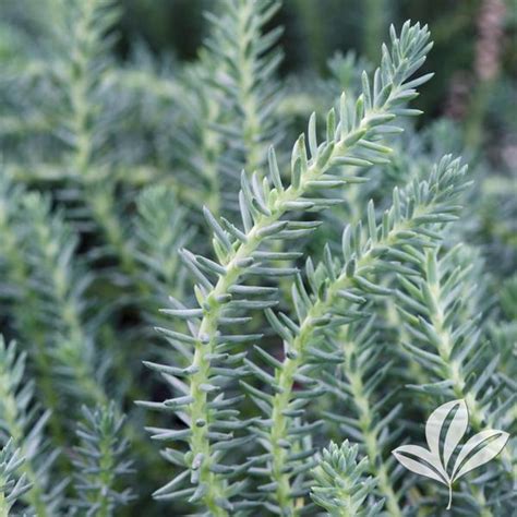 Sedum Sedum reflexum 'Blue Spruce' Blue Spruce Sedum from Greenleaf Nursery