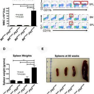 Acute Leukemia In Mll PTD WT Flt3 ITD ITD Mice A Only AML And