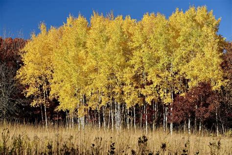 How To Grow Populus Tremuloides Native Quaking Aspen In Your Yard