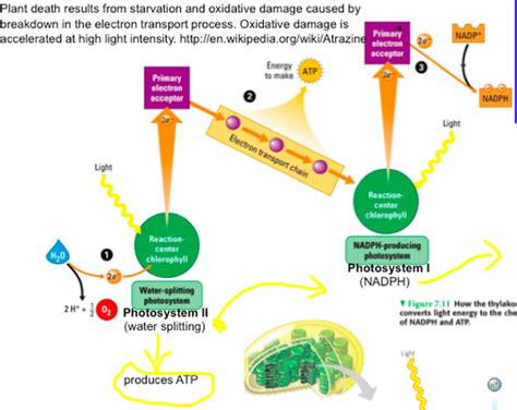 Photosynthesis And Cellular Respiration Flashcards Quizlet