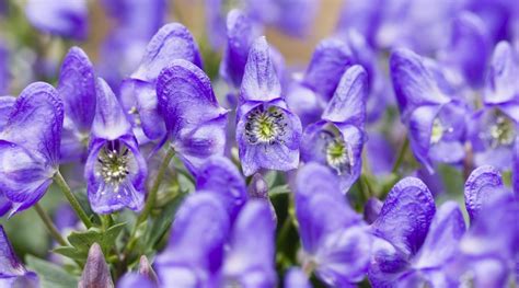 How to Plant, Grow and Care For Monkshood