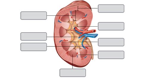 Mastering A P Ii Chapter The Urinary System Diagram Quizlet