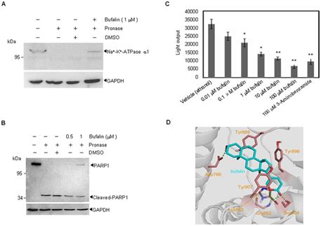 Bufalin Interacts With PARP1 And Inhibits PARP1 Activity In Vitro