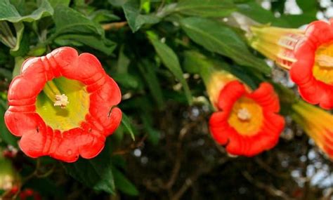 Le Charme Du Cr Puscule Rencontrez Les Plantes Nocturnes Qui Gayent