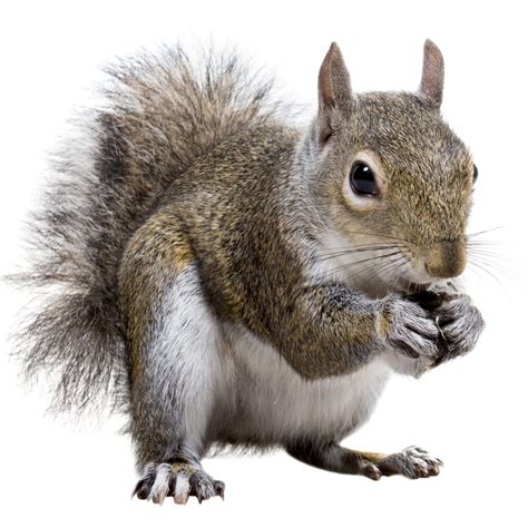 Squirrel Control | Loughton Pest Control - North London