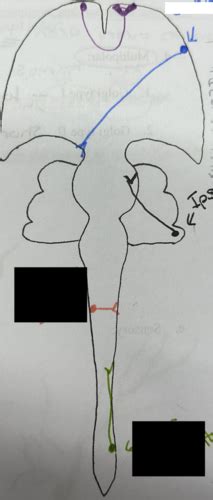 Neuroanatomy Exam Unit Embryology And Histology Flashcards Quizlet