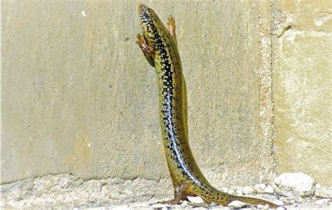 Lagarto Ocelado Caracter Sticas Alimentaci N Reproducci N