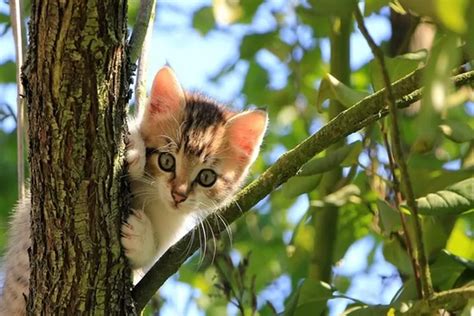 Mengenal Jenis Kucing Yang Takut Dan Cemas Pahami Dulu Penyebab Dan